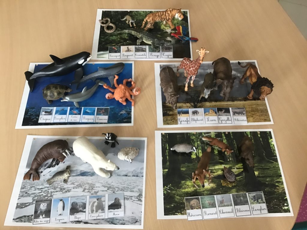 Découverte des animaux et de leur lieu de vie - Ecole Sainte Marie de l